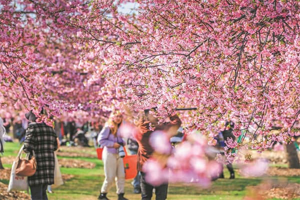 Donde la primavera sueña en rosa
