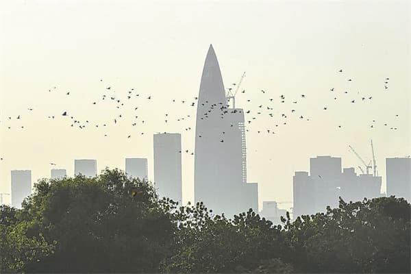 Los animales salvajes disfrutan de la ciudad, gracias a la planificación urbana de Shenzhen